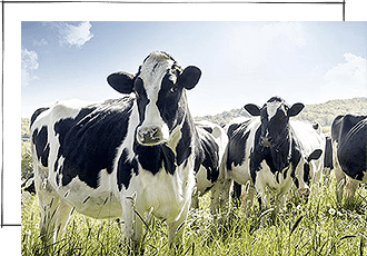 Burgo de Arias Bio - ingredientes - ganadería ecológica